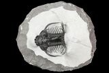 Alien Looking Spiny Quadrops Trilobite - #86529-9